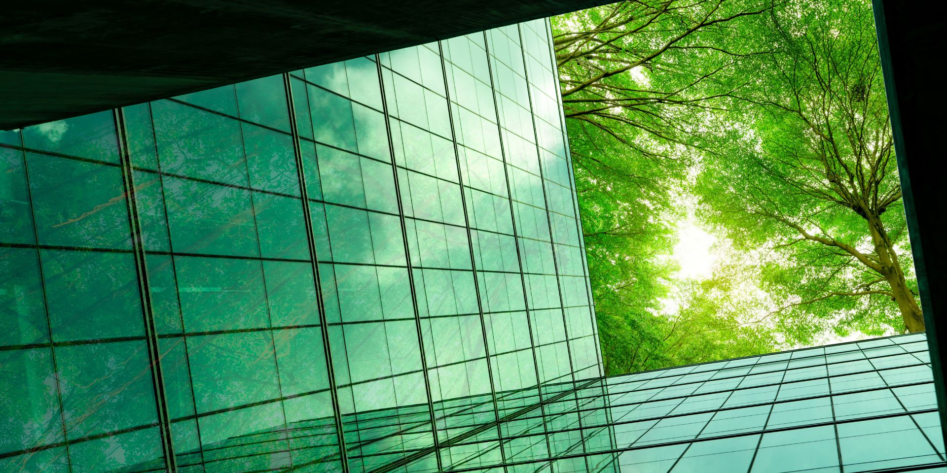 Glass fronted building with a space for a tree.